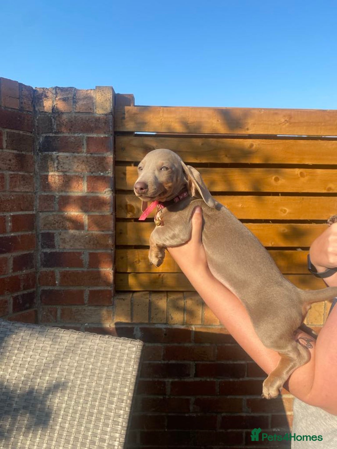 Dachshund dogs for sale: Beautiful Dachshund Puppies REDUCED  - Image 13
