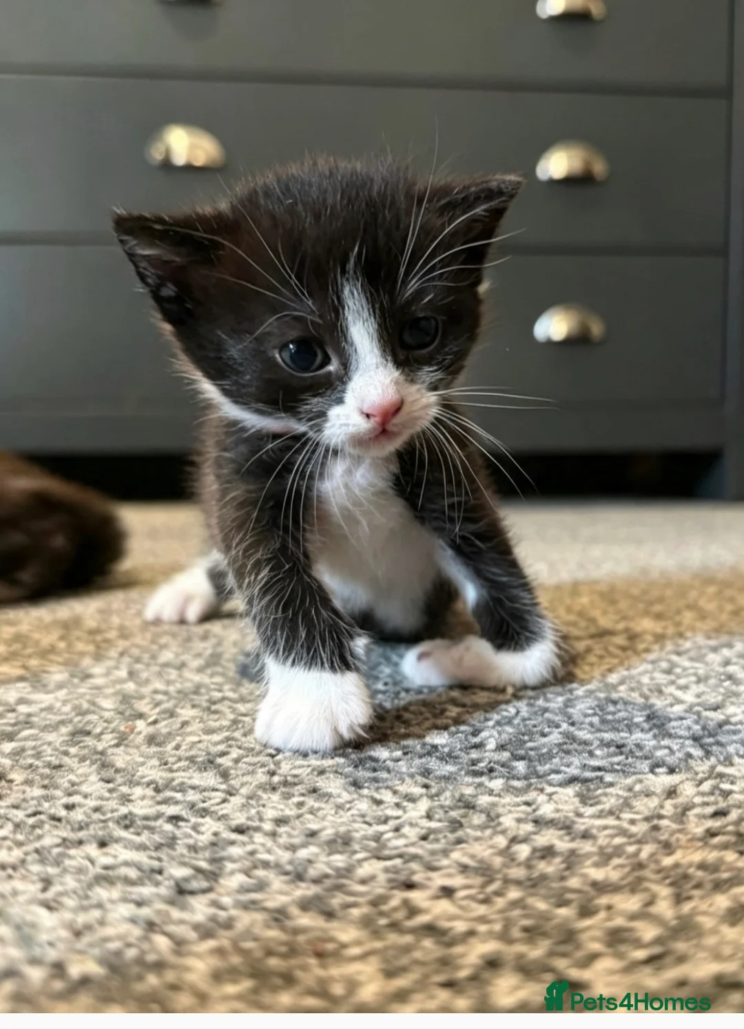 Mixed Breed cats for sale: Lovely mixed breed kittens  - Advert 2