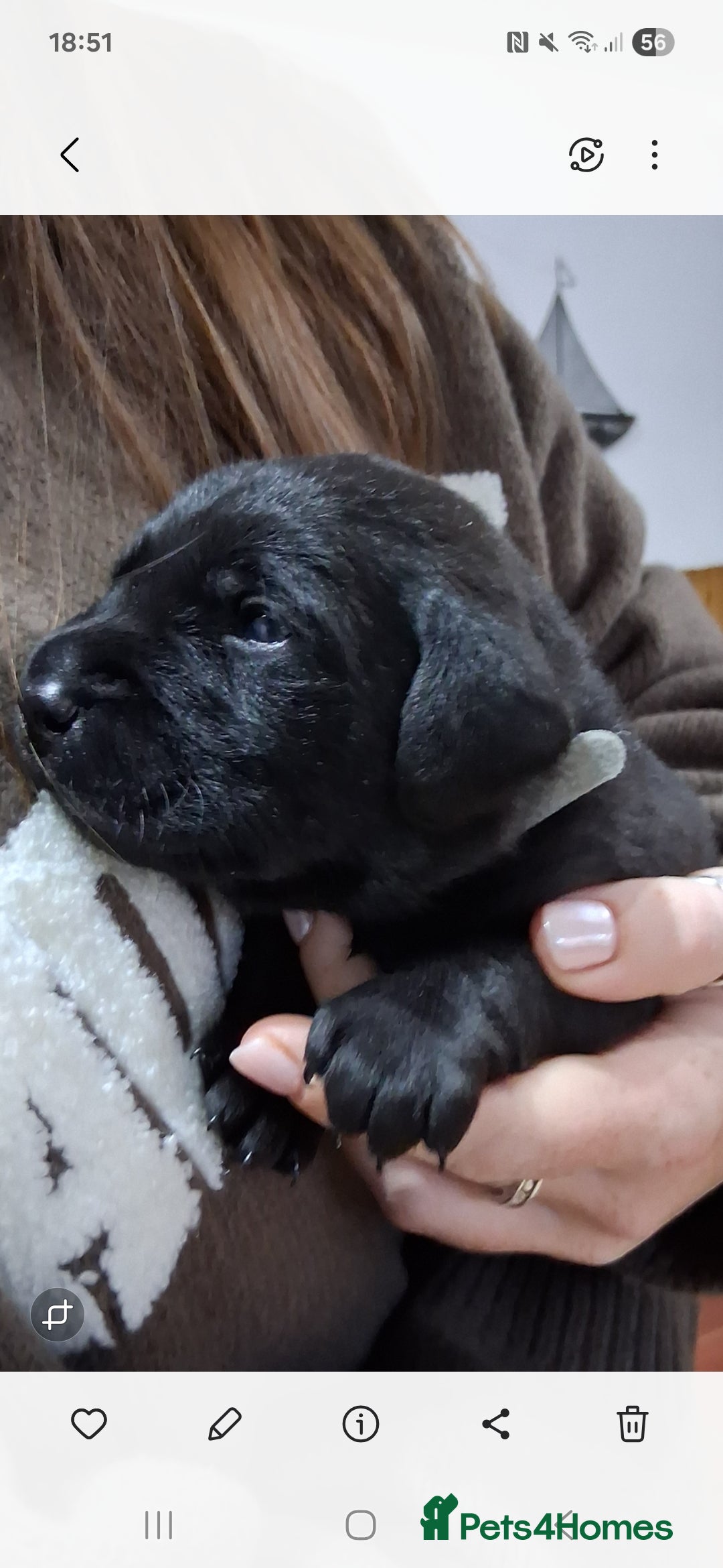 Labrador Retriever dogs for sale: 8 Beautiful Black Labrador Puppies - Image 6