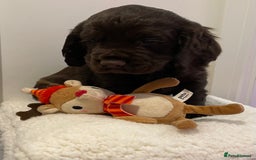 Cocker Spaniel dogs for sale: Stunning male cocker spaniel puppy pedigree - Image 3