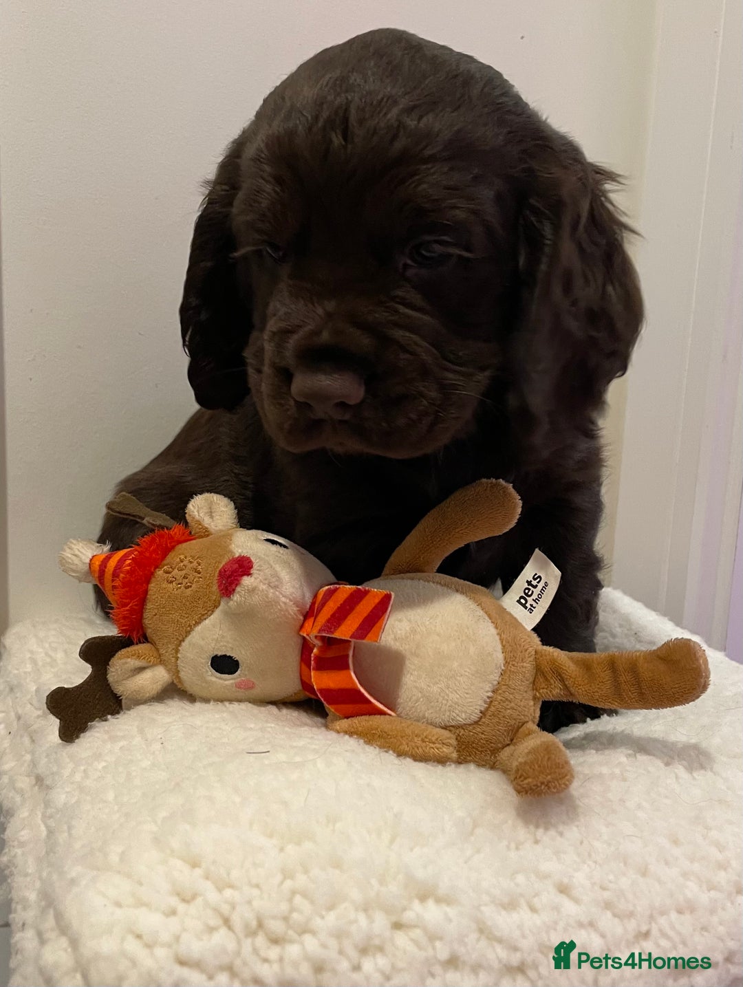 Cocker Spaniel dogs for sale: Stunning male cocker spaniel puppy pedigree - Image 3