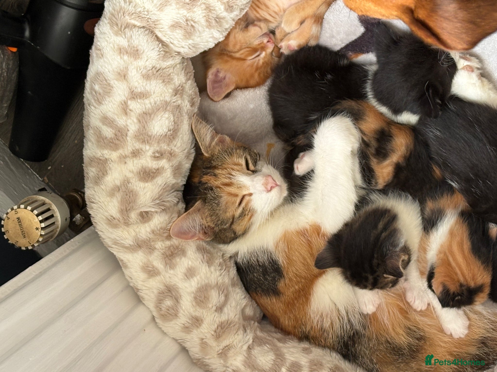 Mixed Breed cats 5 kittens for sale deposit wanted  - Advert 1