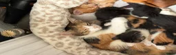 Mixed Breed cats for sale: 5 kittens for sale deposit wanted  in Leeds - Advert 1
