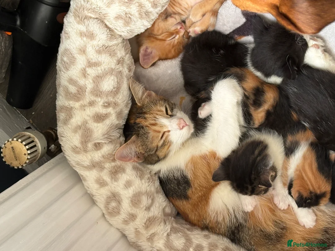 Mixed Breed cats for sale: 5 kittens for sale deposit wanted  in Leeds - Advert 1