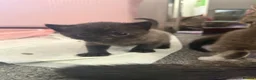 Scottish Fold cats for sale: Scottish fold kittens - Advert 7