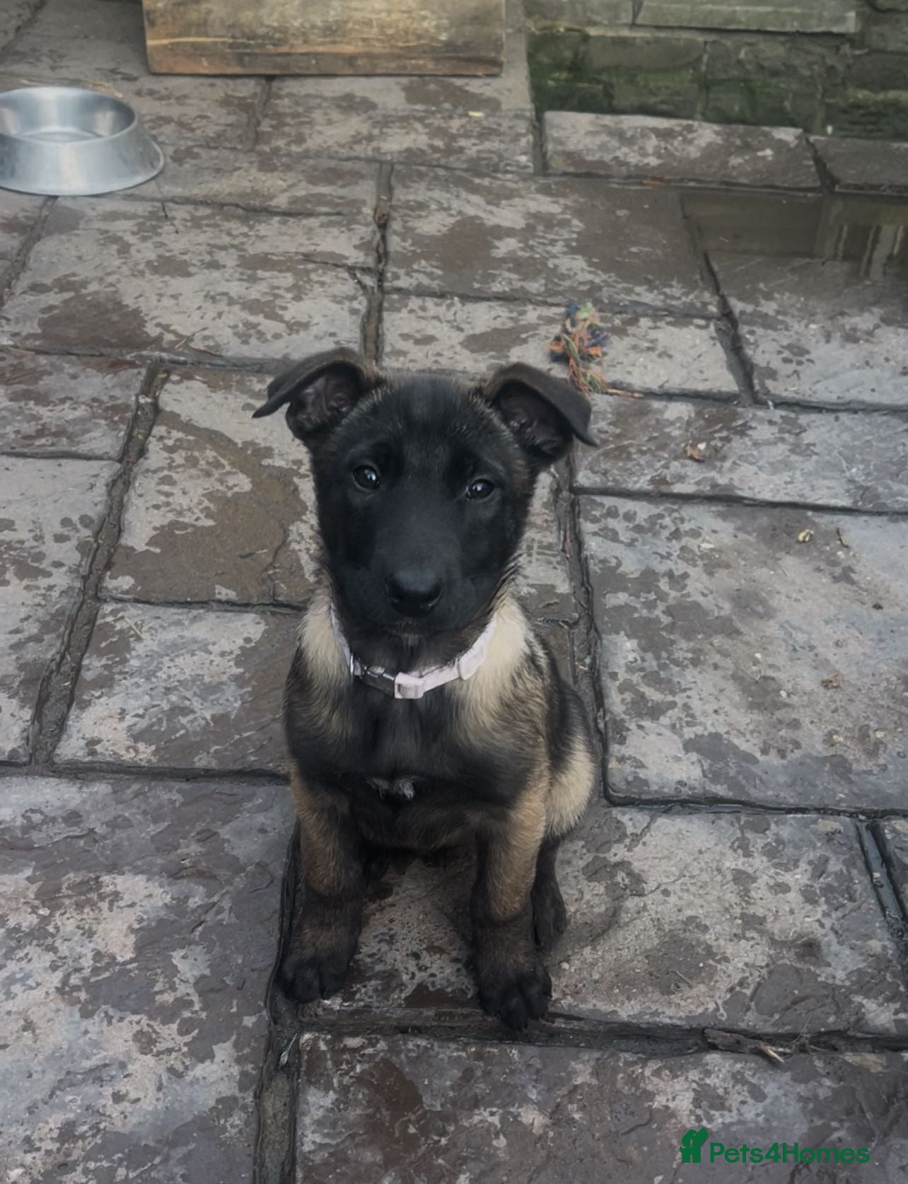 Belgian Shepherd Dog dogs Stunning Litter working line Belgian Malinois pups - Advert 18