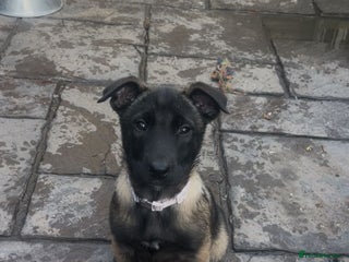 Belgian Shepherd Dog dogs Stunning Litter working line Belgian Malinois pups - Advert 4