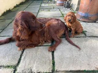 Irish Setter dogs TWO BOYS AVAILABLE READY TO LEAVE - Advert 1