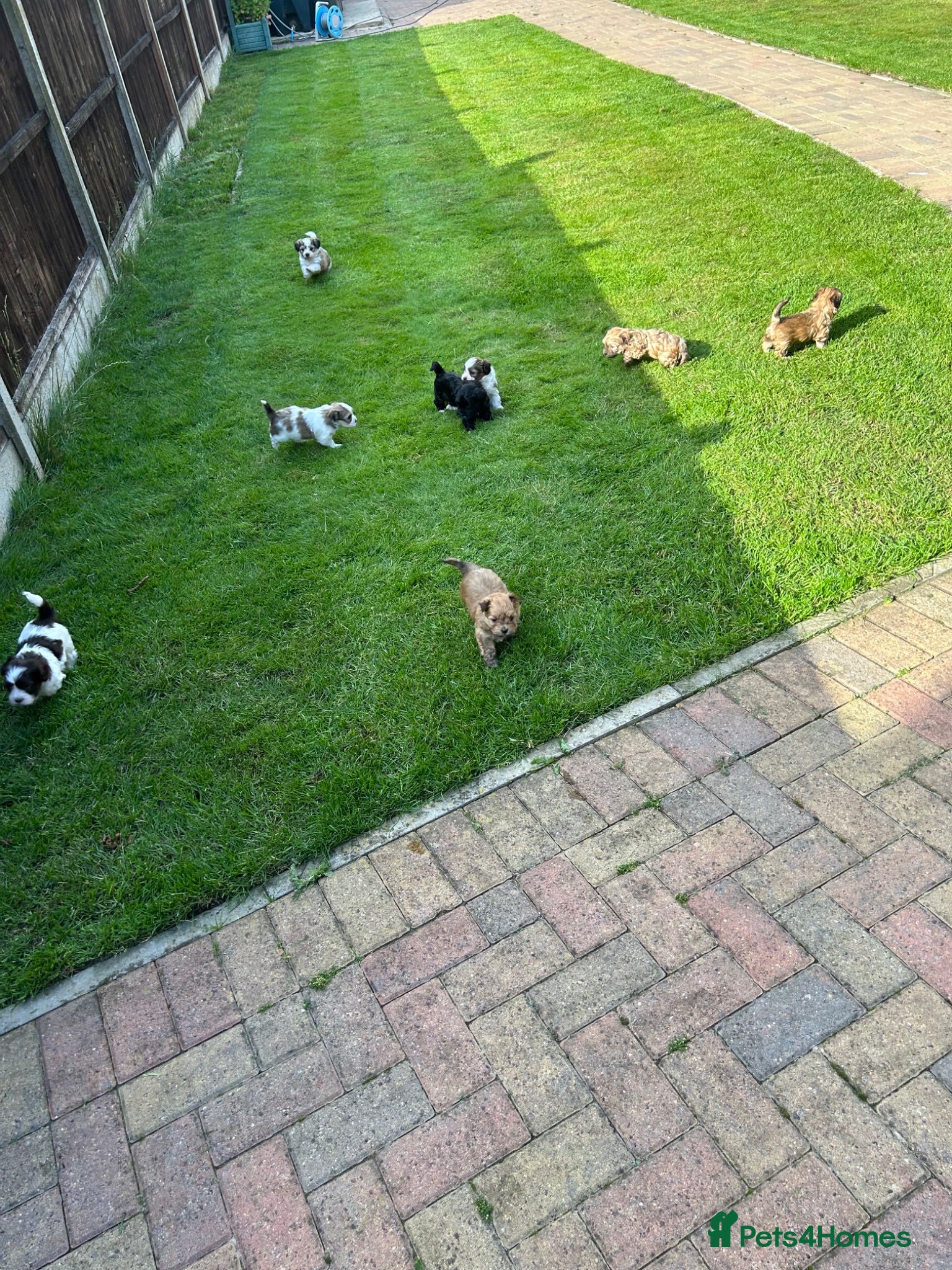Havanese dogs 8 Exceptional colours KC reg Havanese puppies  - Advert 1
