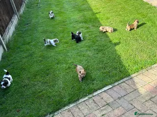Havanese dogs 8 Exceptional colours KC reg Havanese puppies - Advert 1