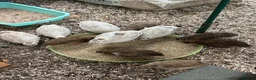 Quail poultry for sale: Male quail in Poole - Advert 1