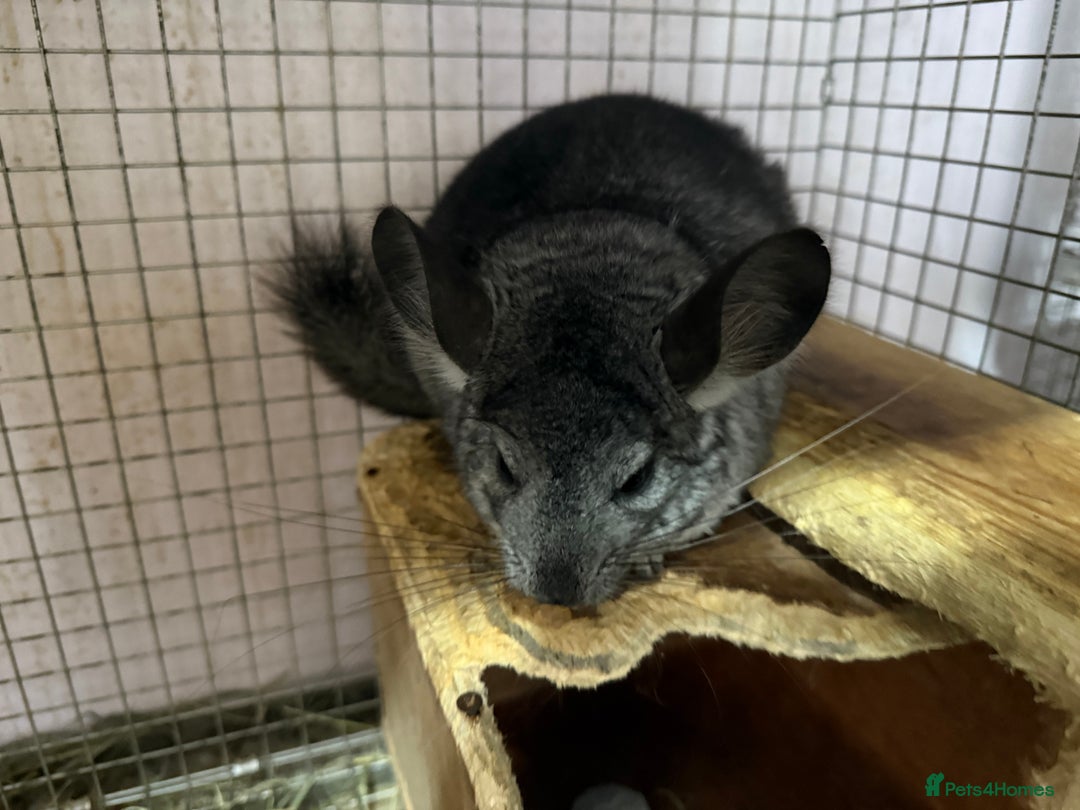 Chinchilla rodents for sale: Chinchillas  - Image 4