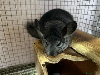 Chinchilla rodents Chinchillas - Advert 5