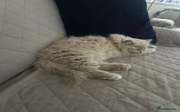 British Shorthair cats for sale: British short hair mix Scottish  - Advert 11