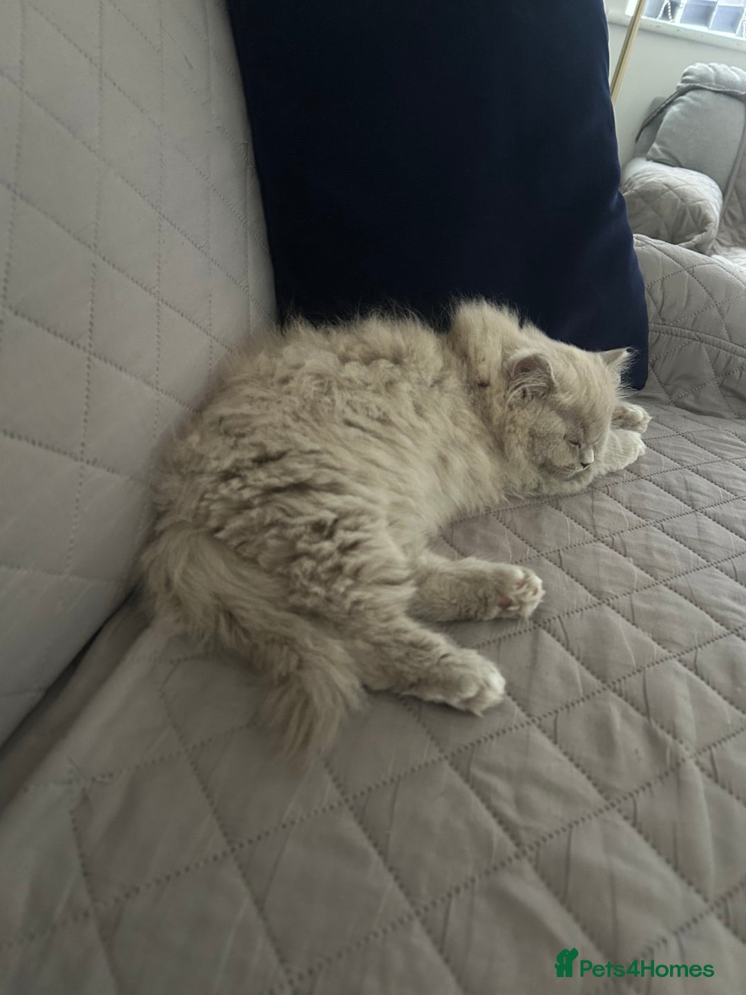 British Shorthair cats for sale: British short hair mix Scottish  - Advert 11