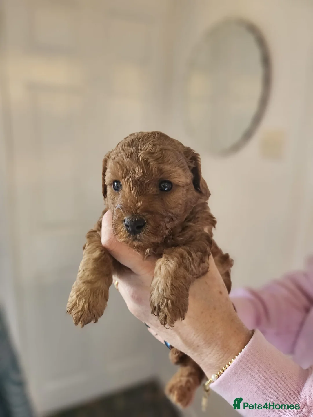 Mixed Breed dogs for sale: F1B Cockapoo Puppies – KC Toy Poodle Sired in Halifax - Advert 37