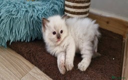 Ragdoll cats for sale: Beautiful Ragdoll Kittens.  - Image 19
