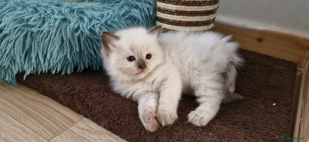 Ragdoll cats for sale: Beautiful Ragdoll Kittens.  - Image 19