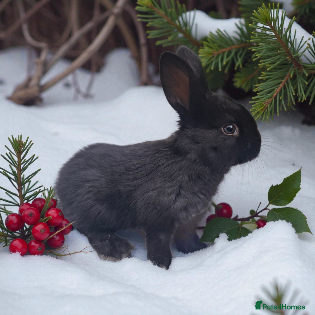 Mixed Breed rabbits for sale: Continental cross - Advert 3
