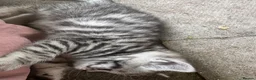 British Shorthair cats for sale: British shorthair kittens  - Advert 5