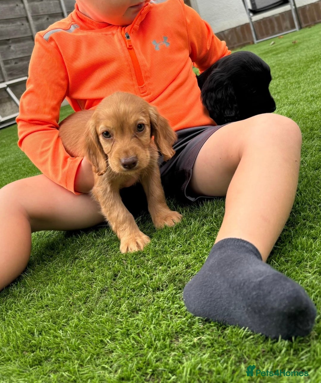 Cocker Spaniel dogs for sale: Beautiful cocker spaniels now ready - Image 3