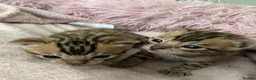 Bengal cats for sale: 1 Male bengal kitten - Advert 1