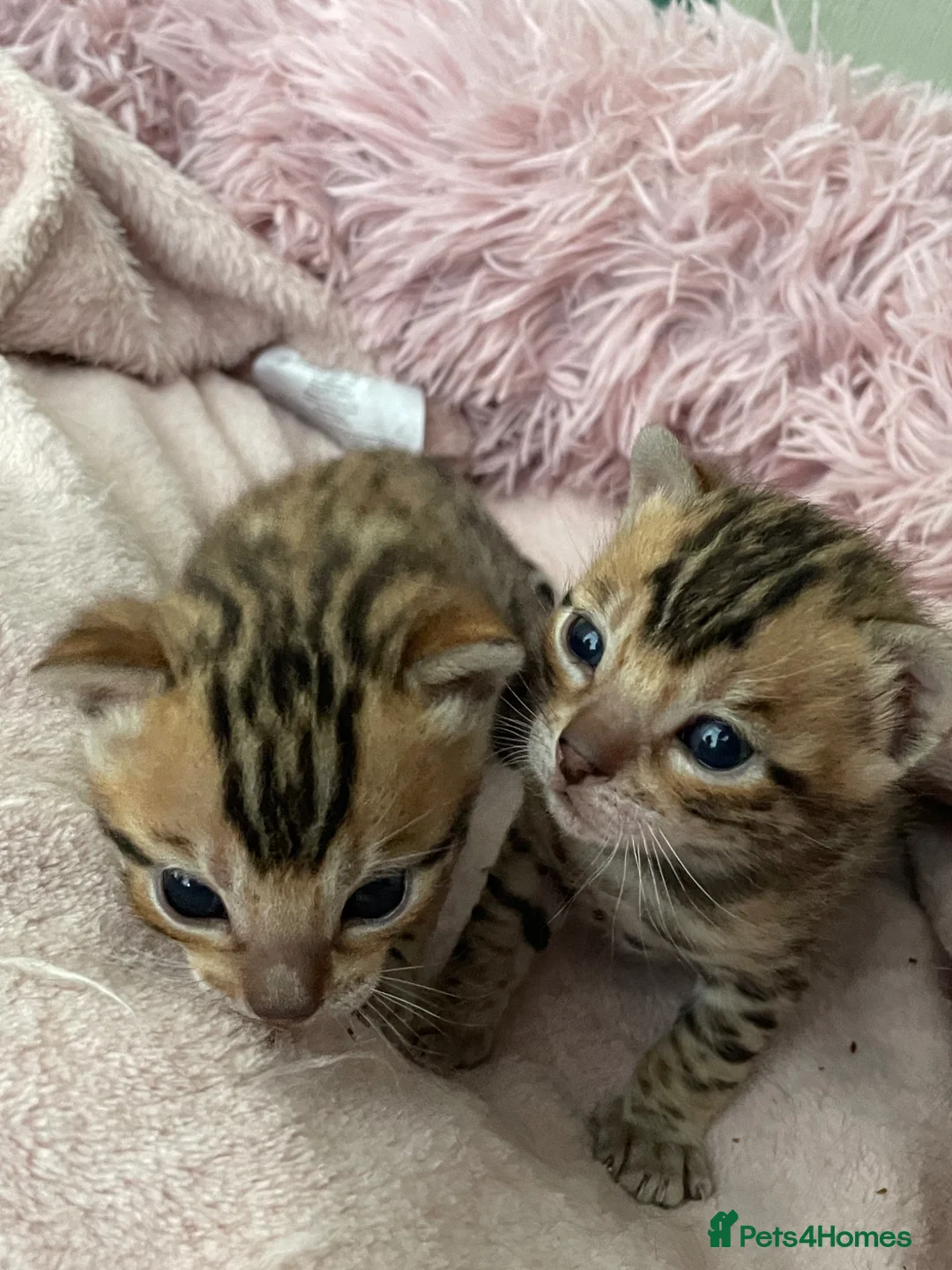 Bengal cats for sale: 1 Male bengal kitten - Advert 1
