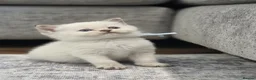 British Shorthair cats for sale: Beautiful White British Shorthair adorable Kittens - Advert 26