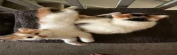 Mixed Breed cats for sale: 5 gorgeous playful little ones  - Advert 25
