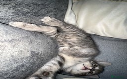 Mixed Breed cats for sale: Blue cross bengal  - Image 2