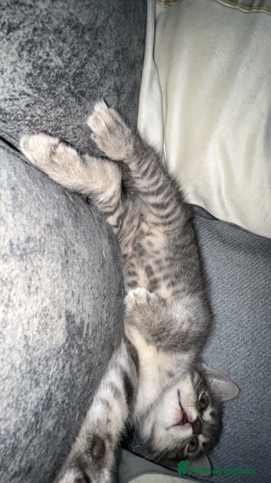 Mixed Breed cats for sale: Blue cross bengal  - Image 2