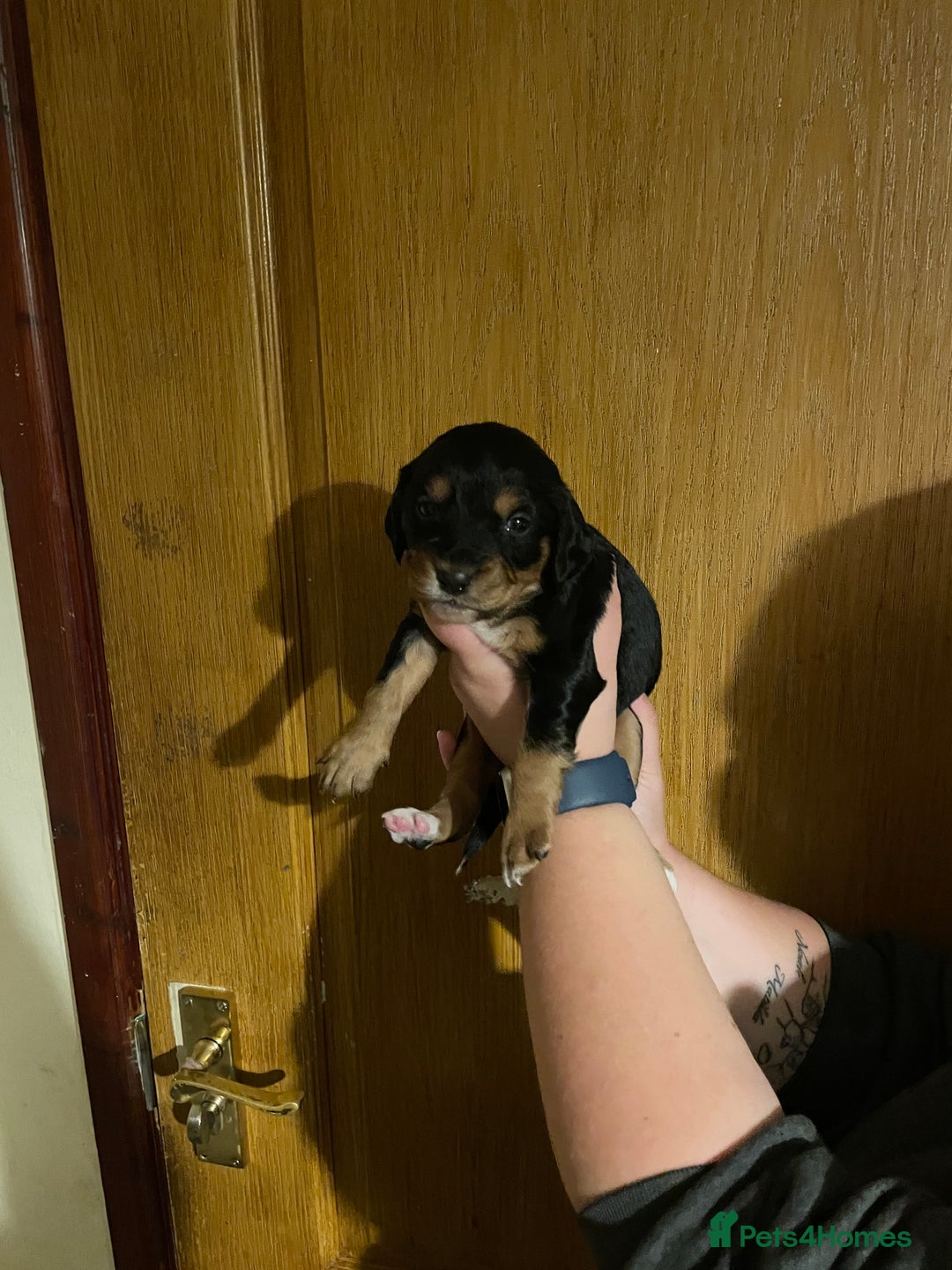 Mixed Breed dogs for sale: Cocker spaniel crosses - Image 9