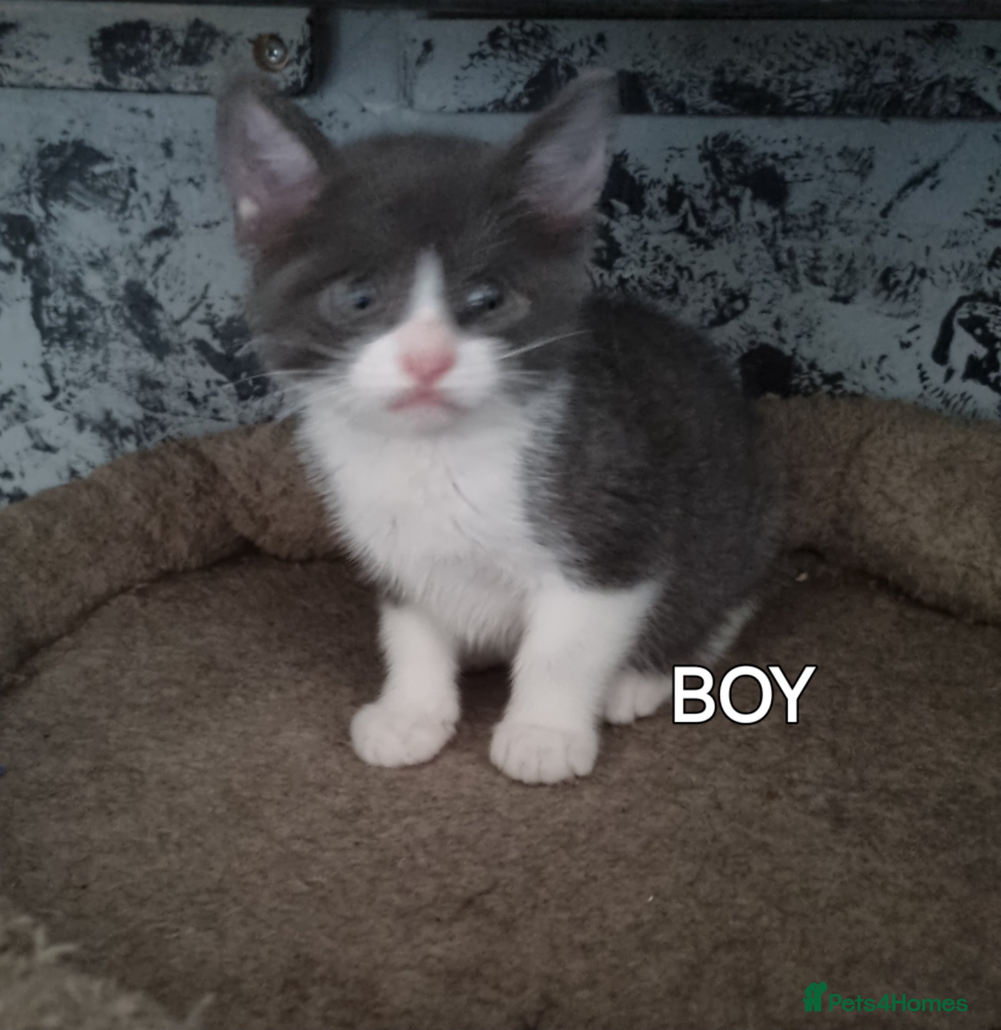 Mixed Breed cats Kittens looking for there forever homes. - Advert 2