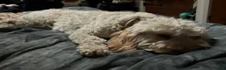 Mixed Breed dogs for stud: Beautiful and healthy Cockapoo for Stud in Leighton Buzzard - Advert 8