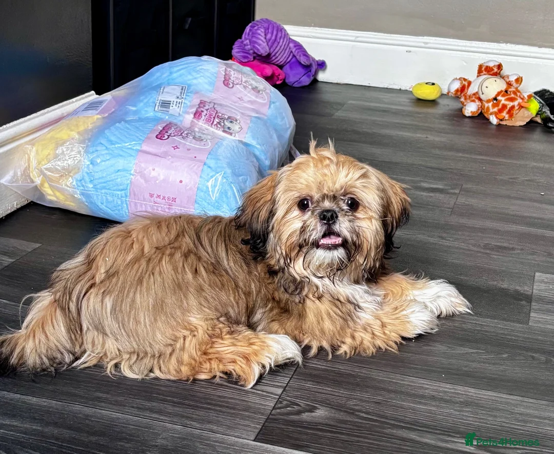 Shih Tzu dogs for sale: 6 month old male Shih Tzu  in Leicester - Advert 2