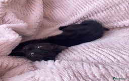Domestic Shorthair cats for sale: Sweet Male Black Kitten - Ready to go! in Consett - Image 1