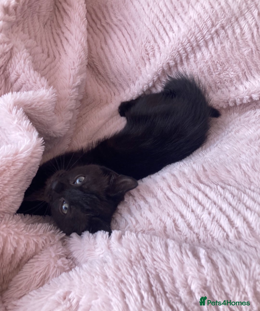 Domestic Shorthair cats for sale: Sweet Male Black Kitten - Ready to go! in Consett - Image 1