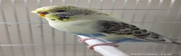 Budgerigars birds for sale: Budgies in London  - Advert 8