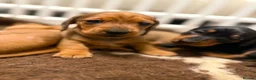 Miniature Dachshund dogs for sale: Beautiful Miniature Dapple Dachshund 🐶  - Advert 2