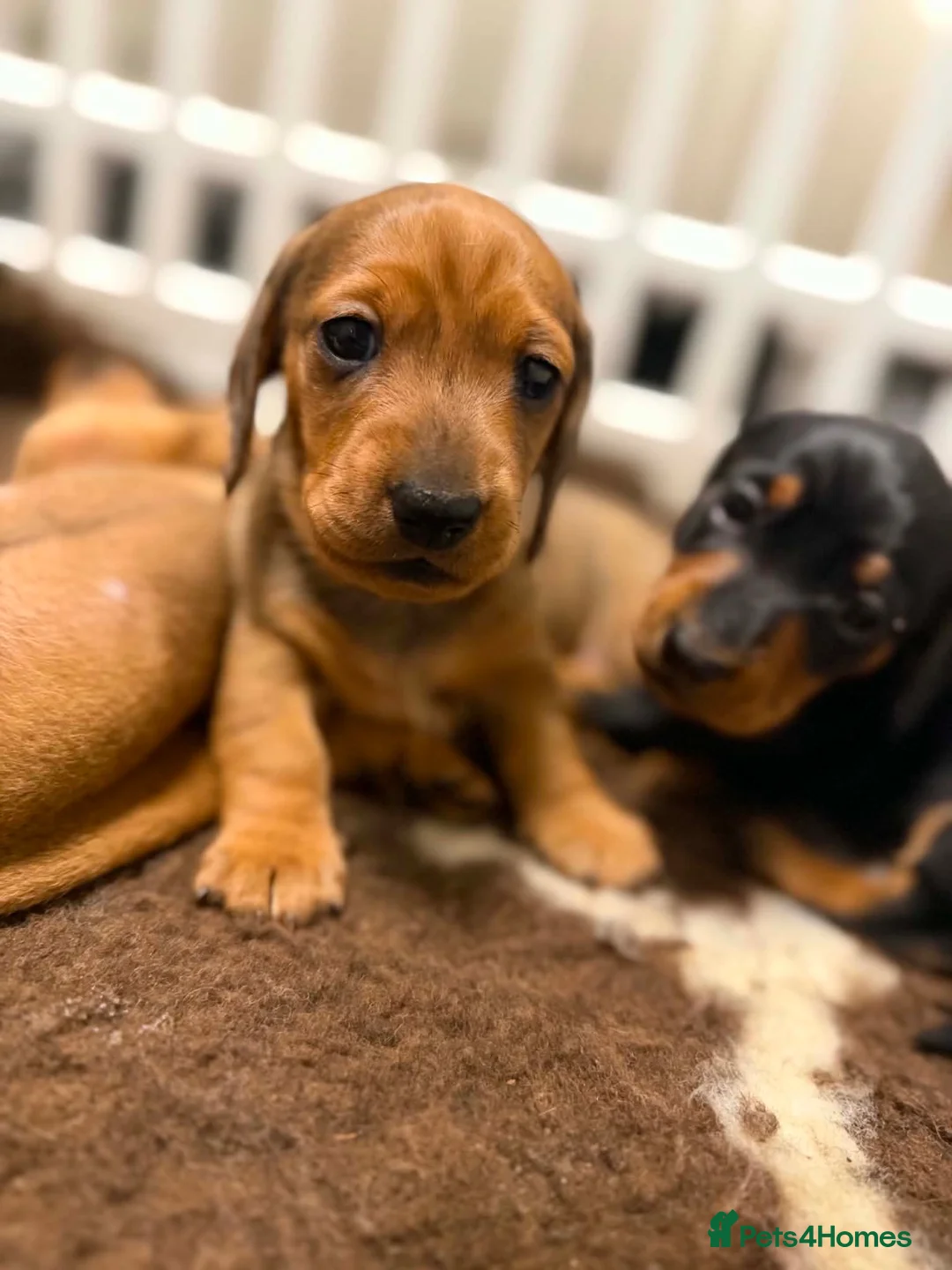 Miniature Dachshund dogs for sale: Beautiful Miniature Dapple Dachshund 🐶  - Advert 2