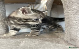 Mixed Breed cats for sale: Half British longhair kittens  - Image 6
