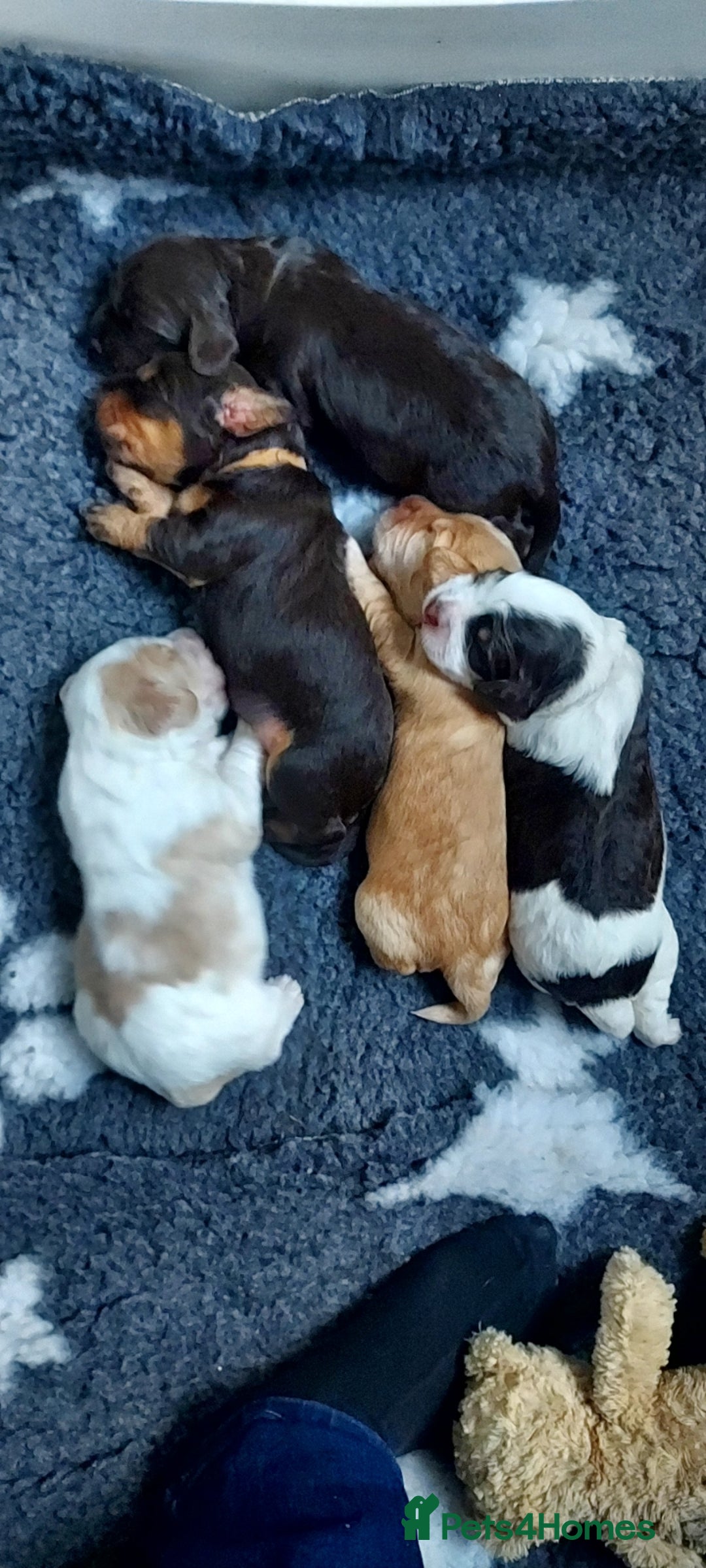 Cocker Spaniel dogs for sale: One tri colour girl looking for forever home - Image 10