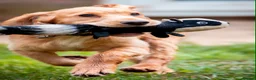 Cocker Spaniel dogs for sale: Working Cocker spaniel  - Advert 11