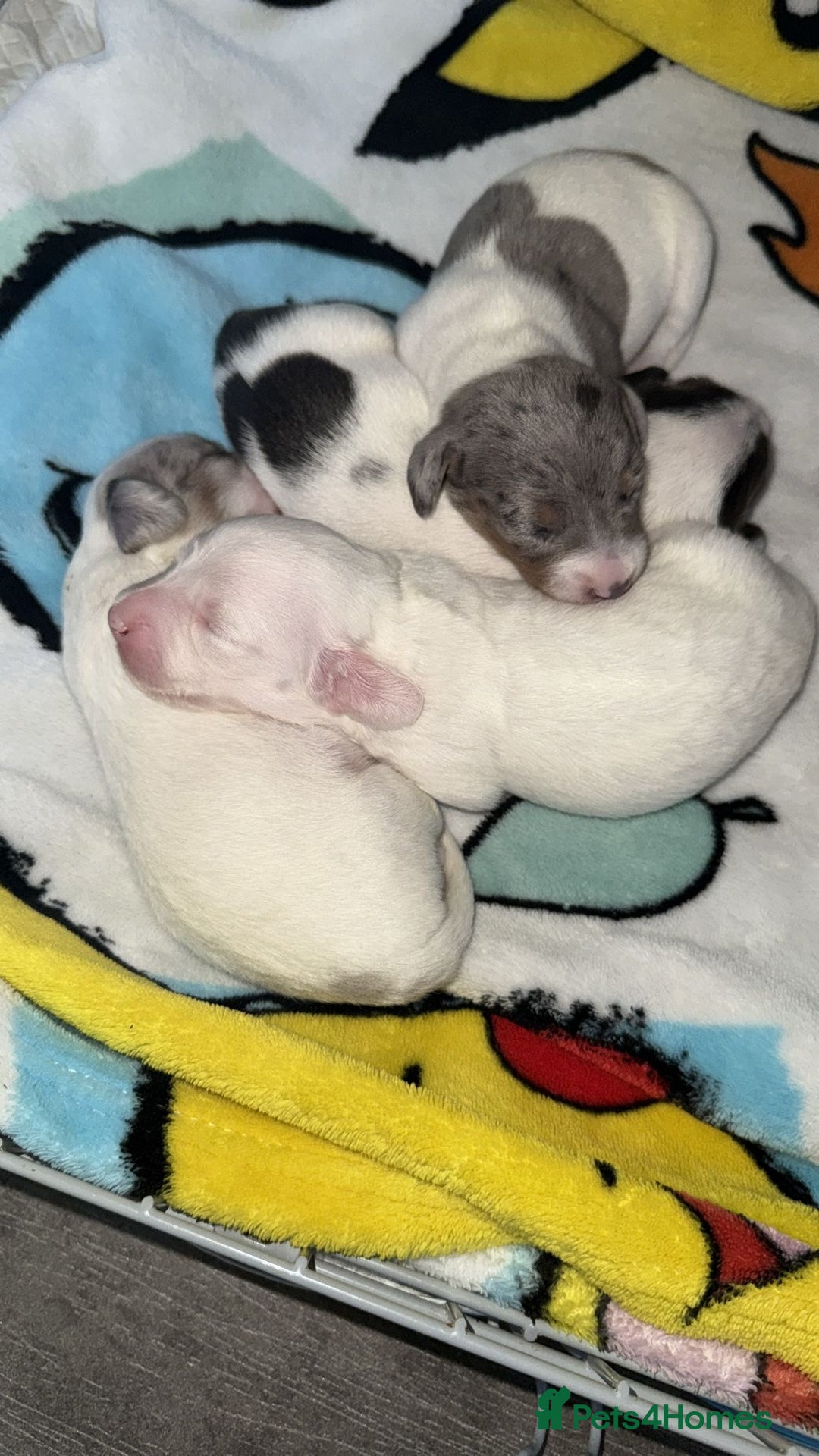 Miniature Dachshund dogs for sale: 4 MINIATURE DACHSHUND PUPPIES 🤍  - Image 9