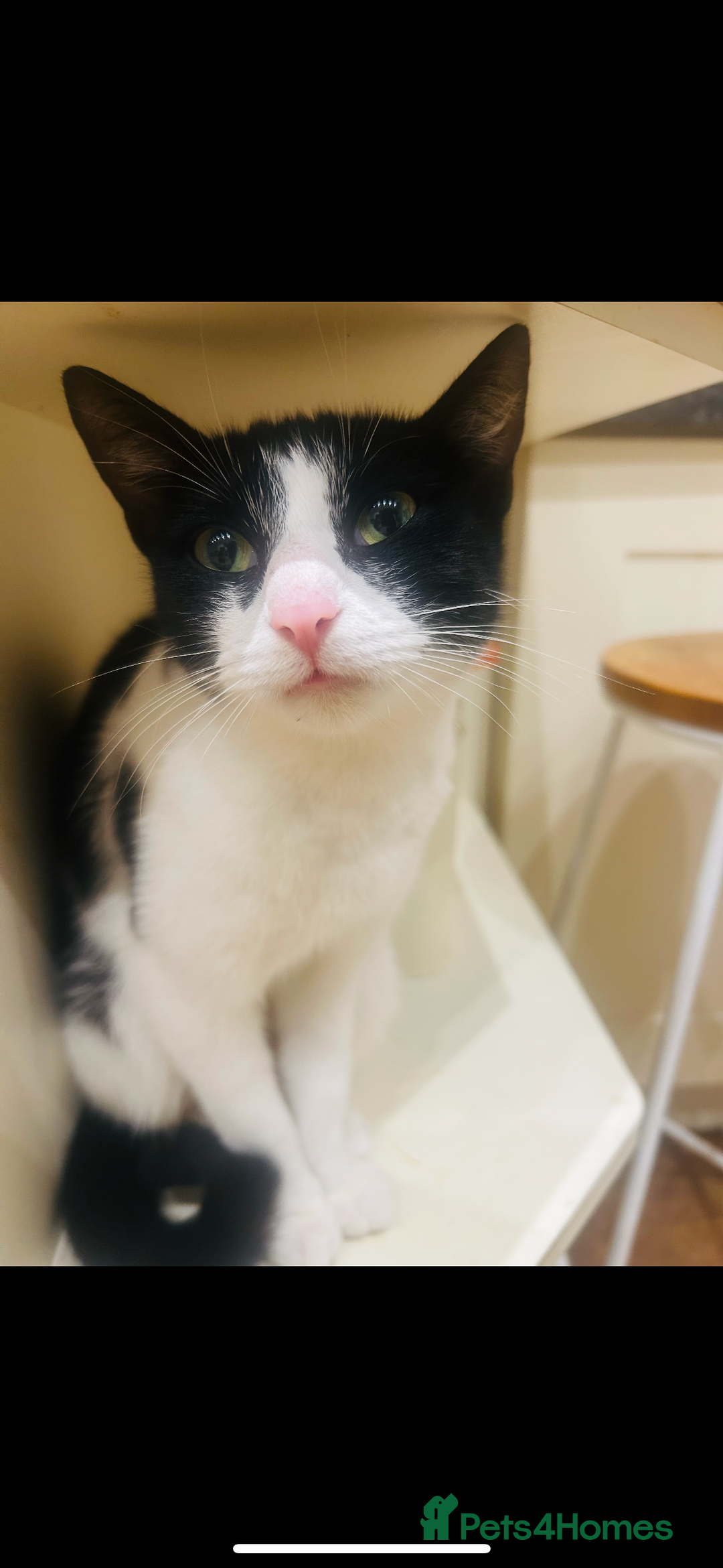 Domestic Shorthair cats for sale: Beautiful, playful shorthair kittens for sale!  - Advert 2