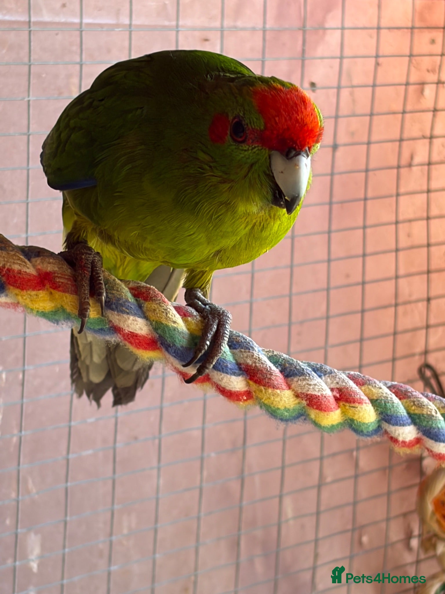 Parakeets birds Kakariki breeding pair - Advert 1