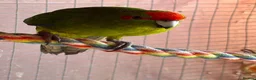 Parakeets birds for sale: Kakariki breeding pair - Advert 1