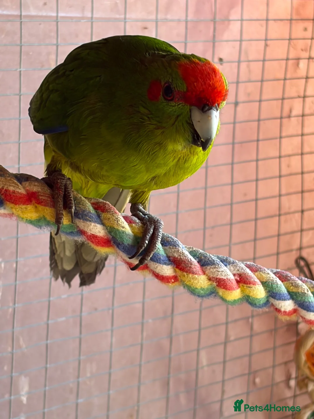 Parakeets birds for sale: Kakariki breeding pair - Advert 1