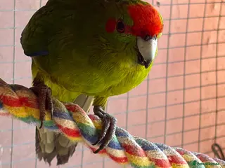Parakeets birds Kakariki breeding pair - Advert 1