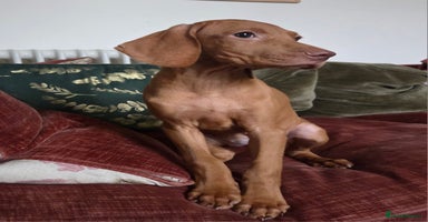 Hungarian Vizsla dogs - Advert 3